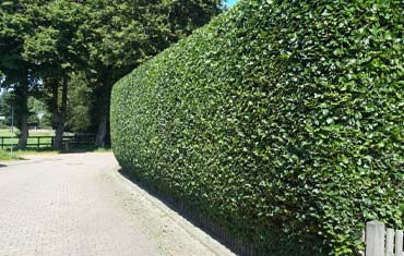 Gartenpflege