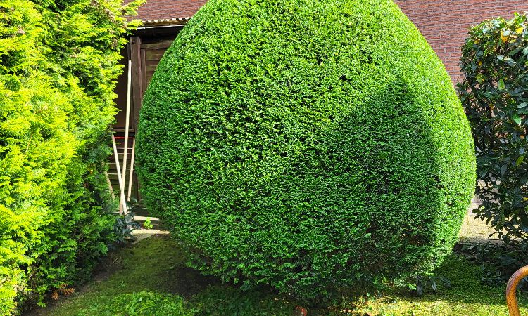 Gartengestaltung