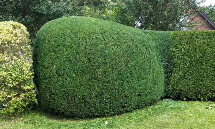 Gartengestaltung
