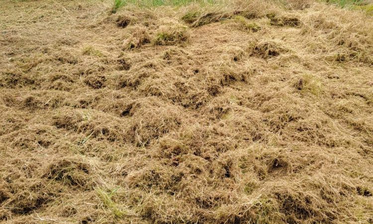 Gartenpflege